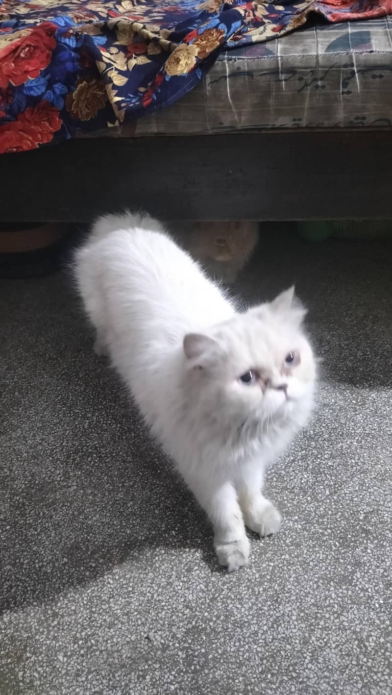 persien cat 0
