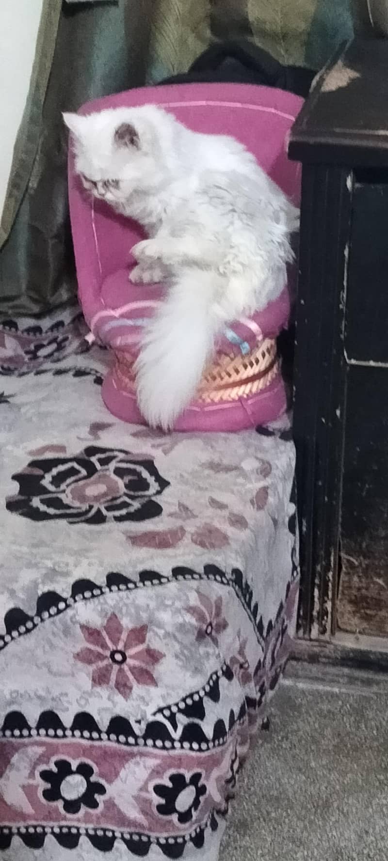 persien cat 1
