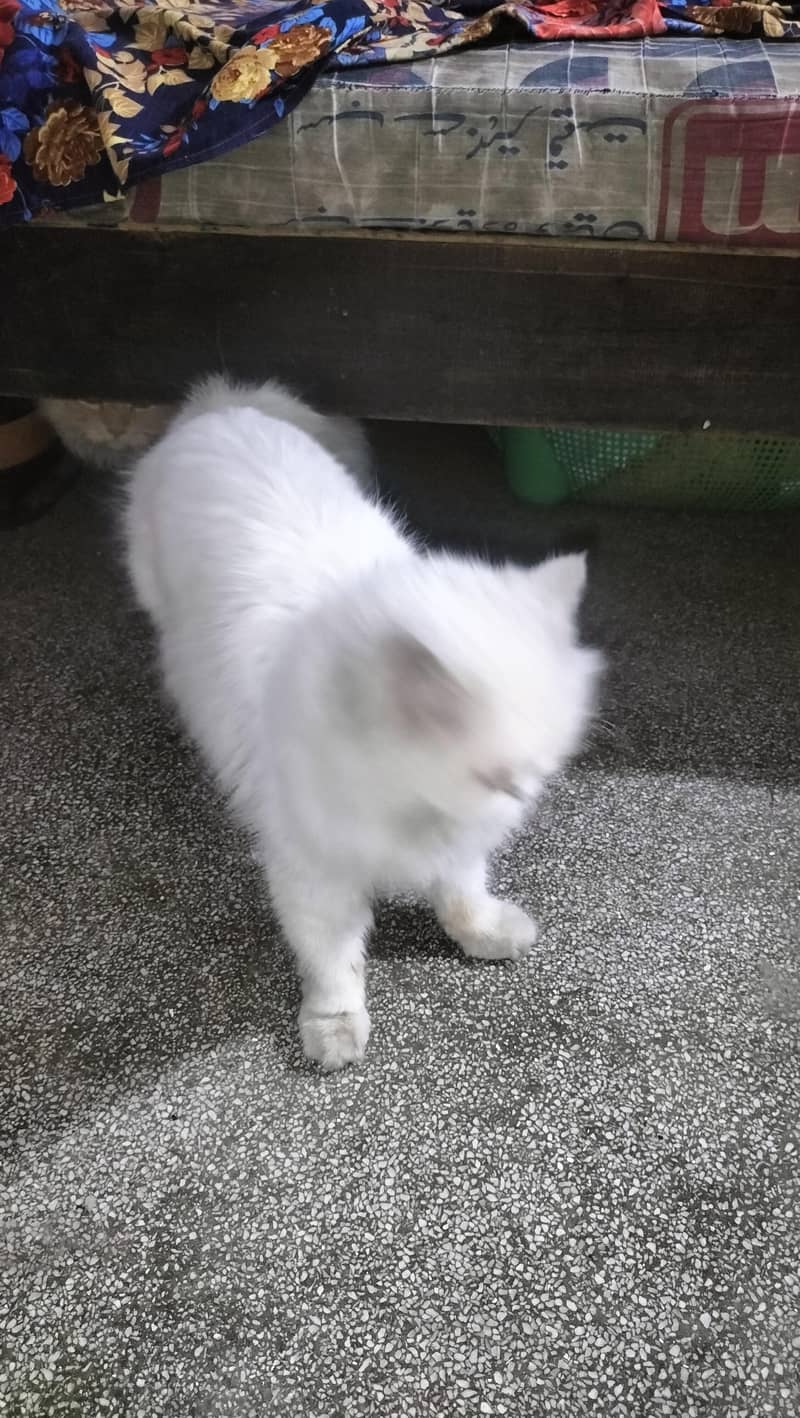 persien cat 2