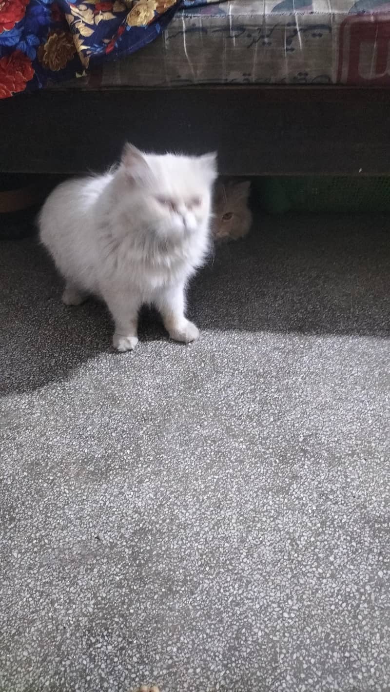 persien cat 3