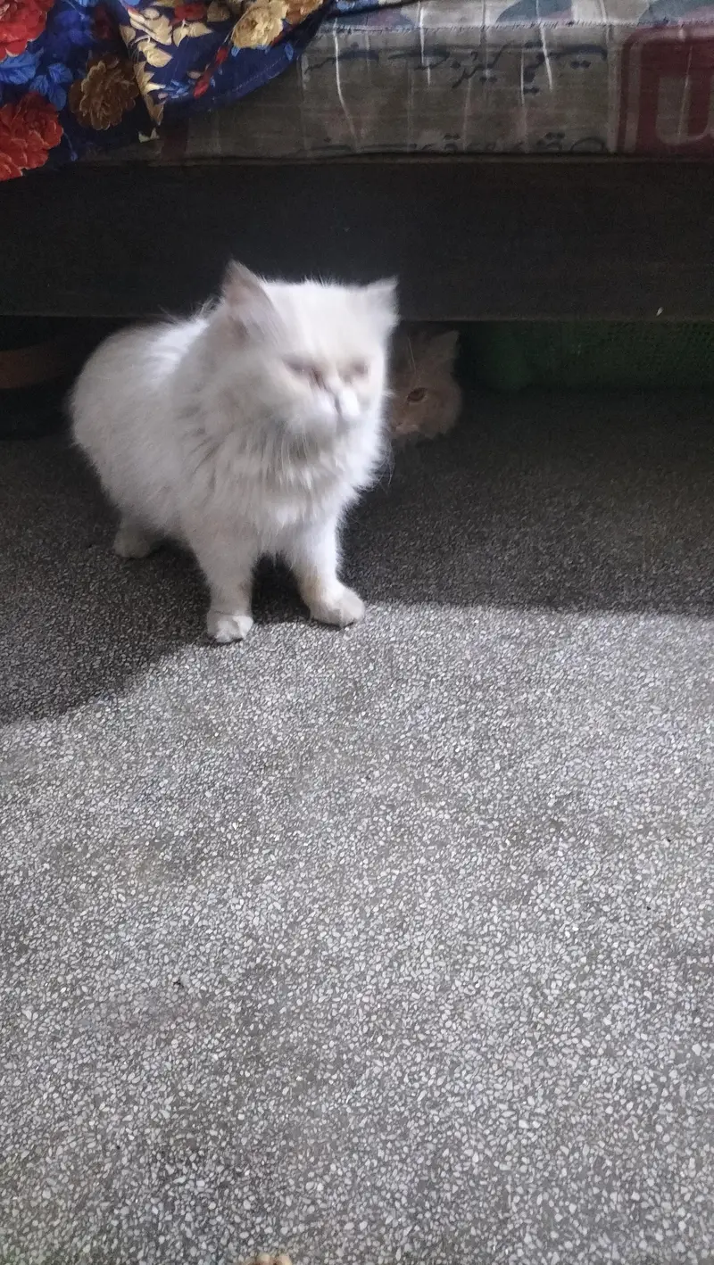 persien cat — photo 4