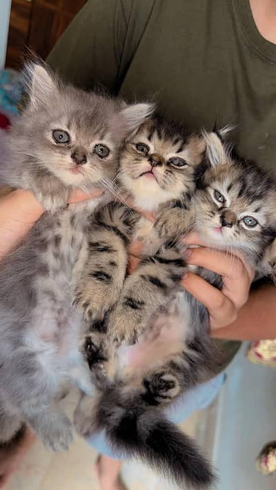 | Triple Coat Persian Male Kittens 2 Months | Litter Trained |