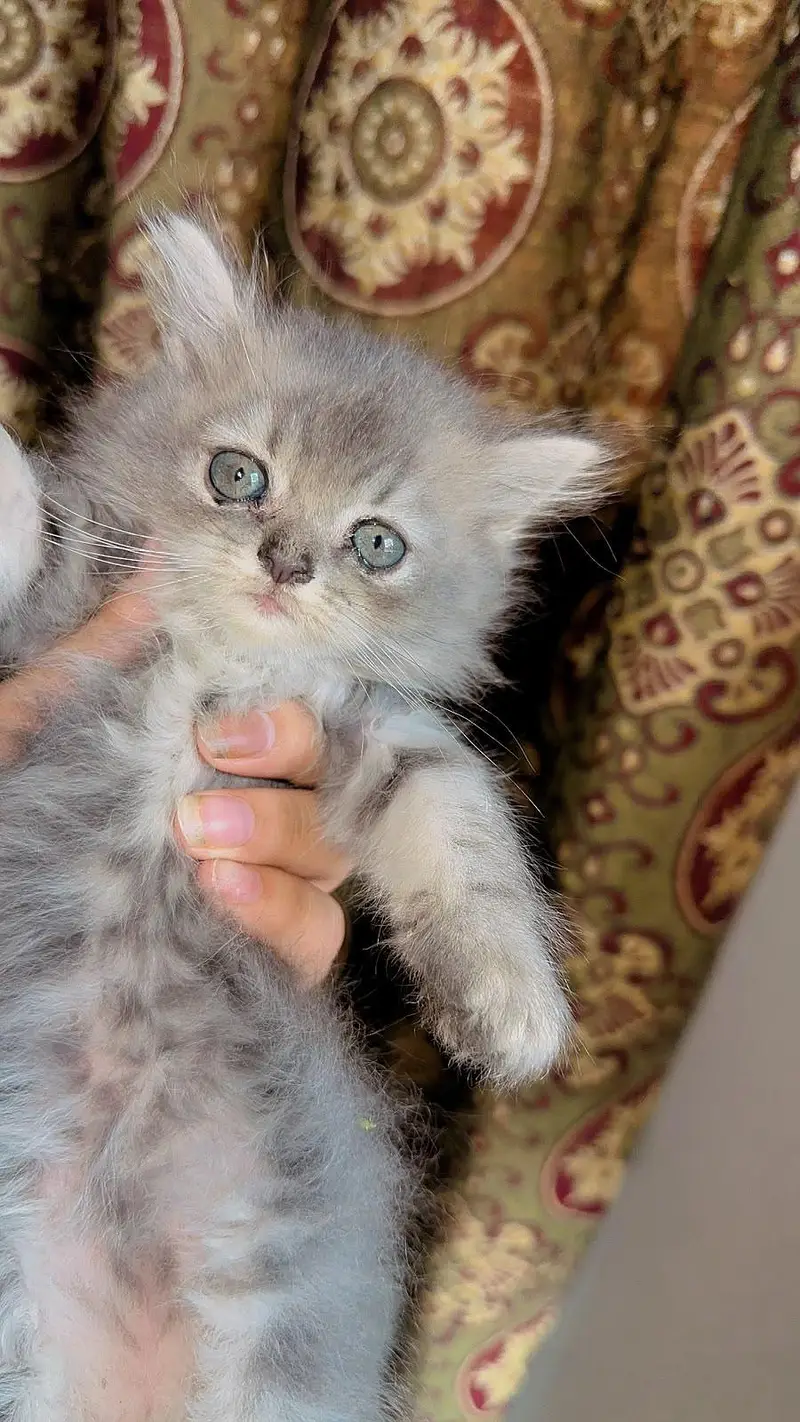 | Triple Coat Persian Male Kittens 2 Months | Litter Trained | — photo 2