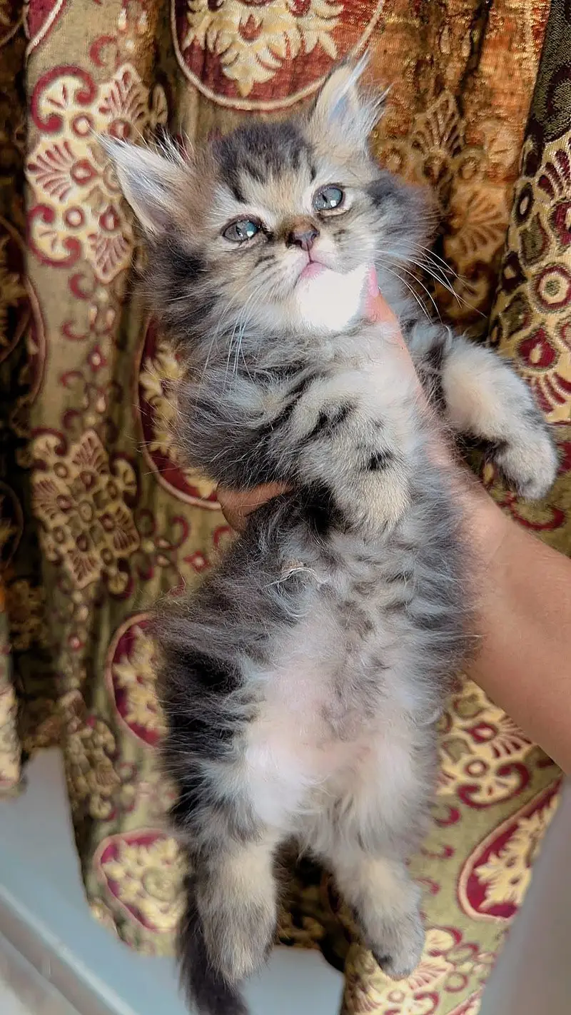 | Triple Coat Persian Male Kittens 2 Months | Litter Trained | — photo 3