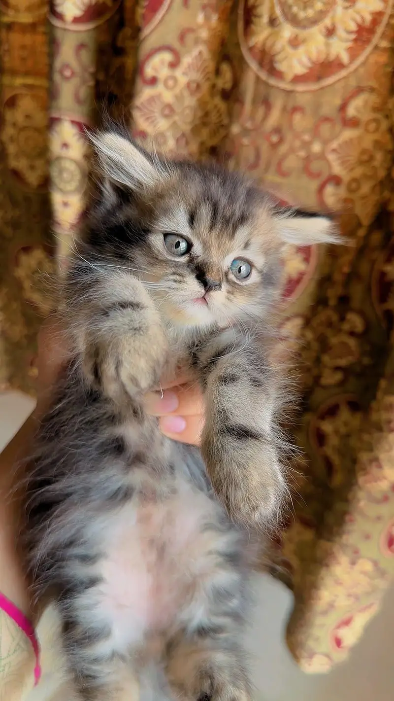 | Triple Coat Persian Male Kittens 2 Months | Litter Trained | — photo 4