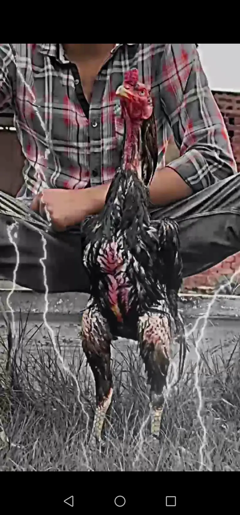 high quality aseel chick — photo 2