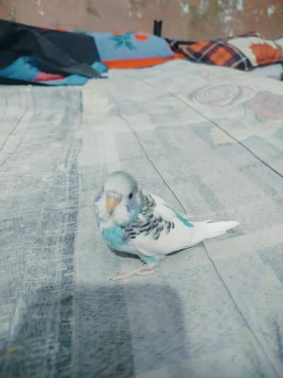 Budgies Baby Hai Hand Tame