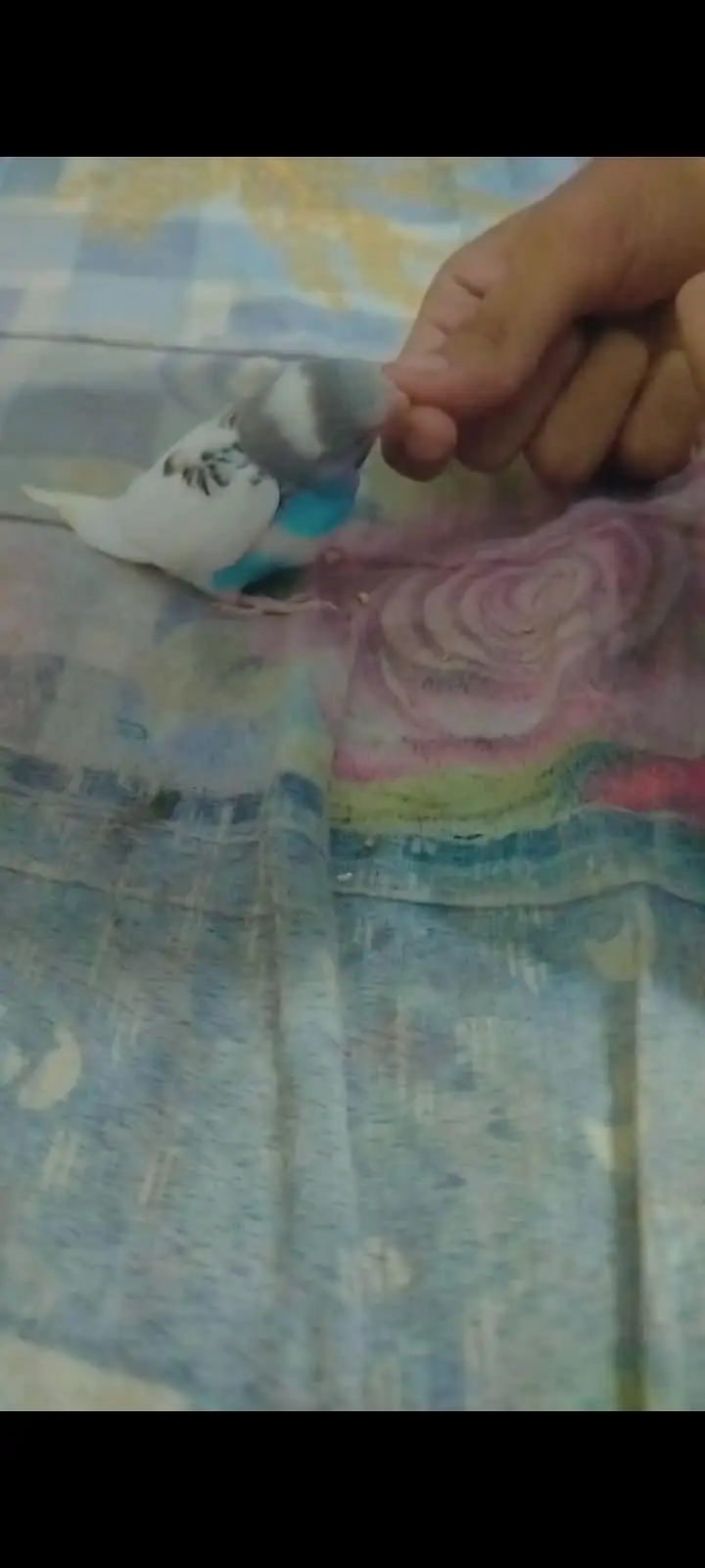 Budgies Baby Hai Hand Tame — photo 2