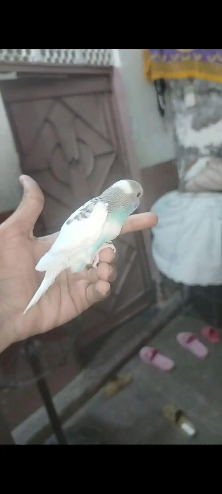 Budgies Baby Hai Hand Tame — photo 3