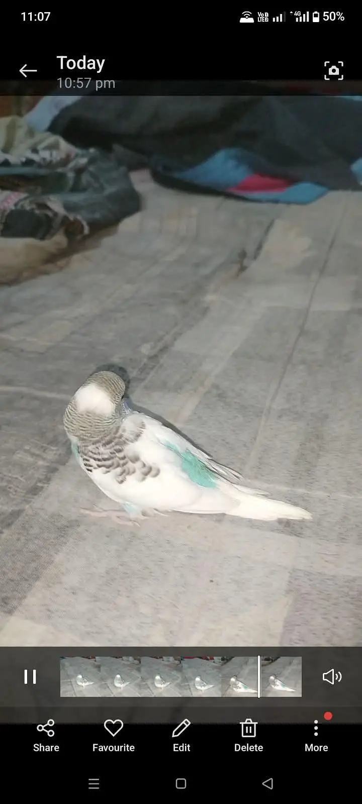 Budgies Baby Hai Hand Tame — photo 4