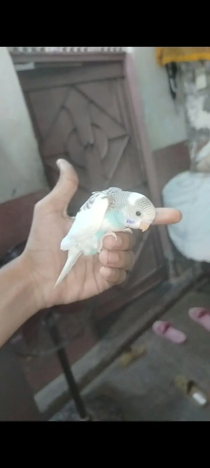 Budgies Baby Hai Hand Tame — photo 5
