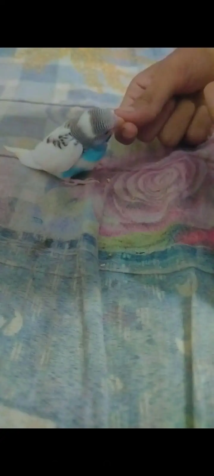 Budgies Baby Hai Hand Tame — photo 6