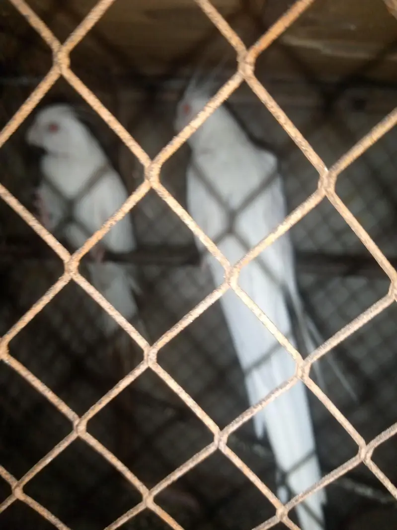 Eno cockatiel pair for sale — photo 2