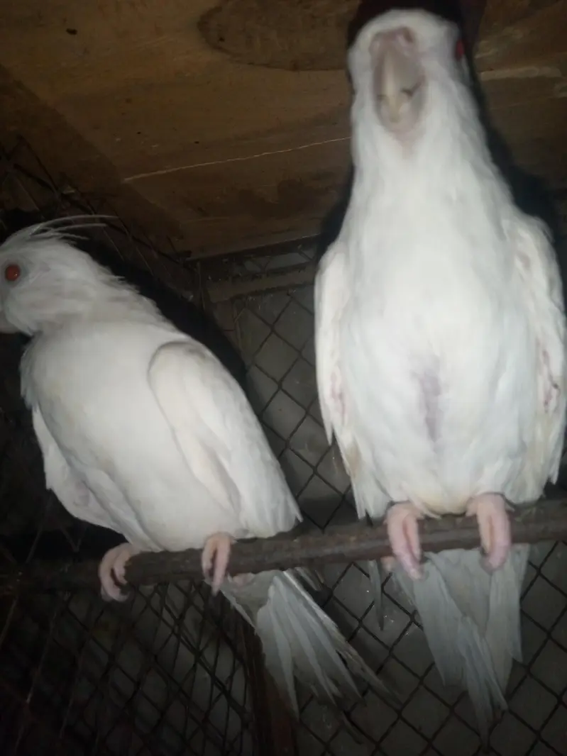 Eno cockatiel pair for sale — photo 3