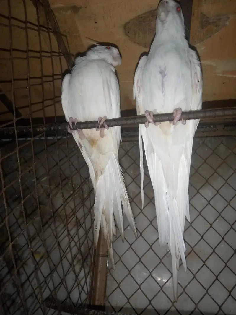 Eno cockatiel pair for sale — photo 4