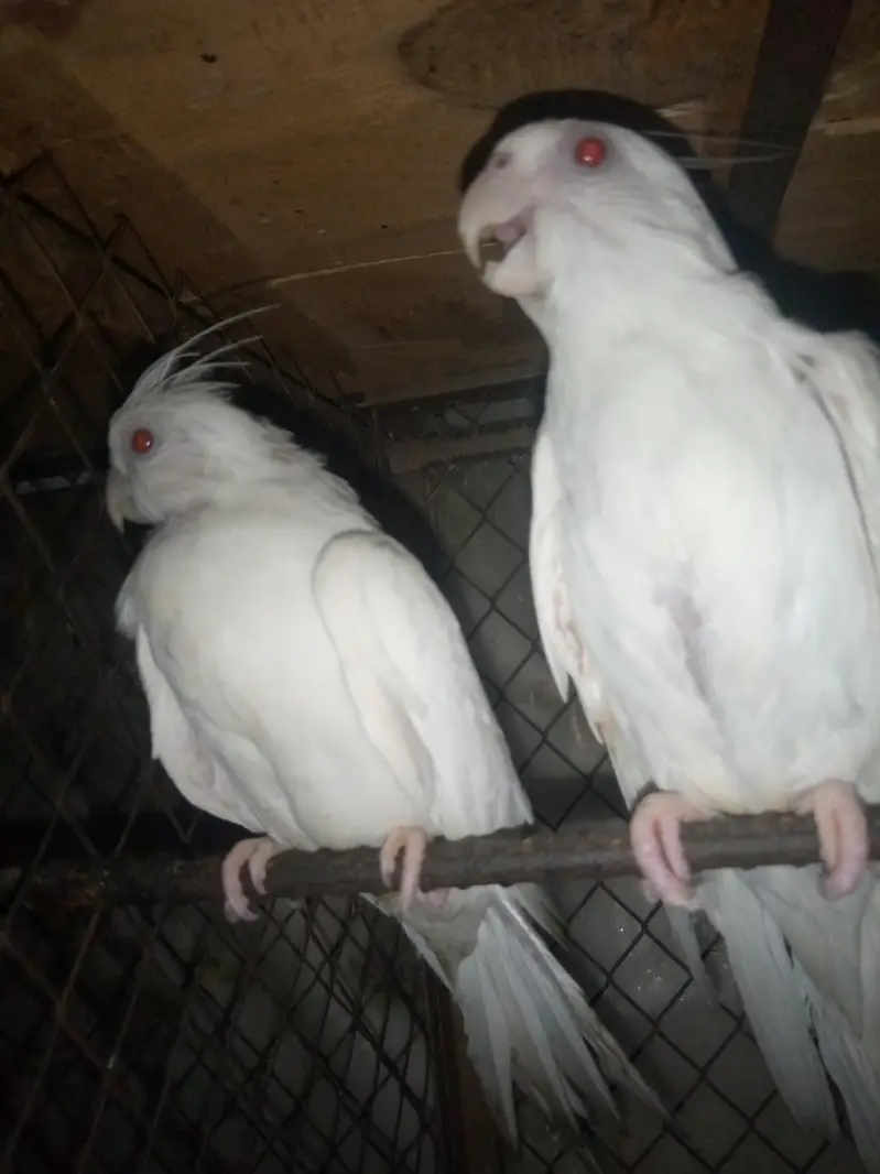Eno cockatiel pair for sale — photo 5