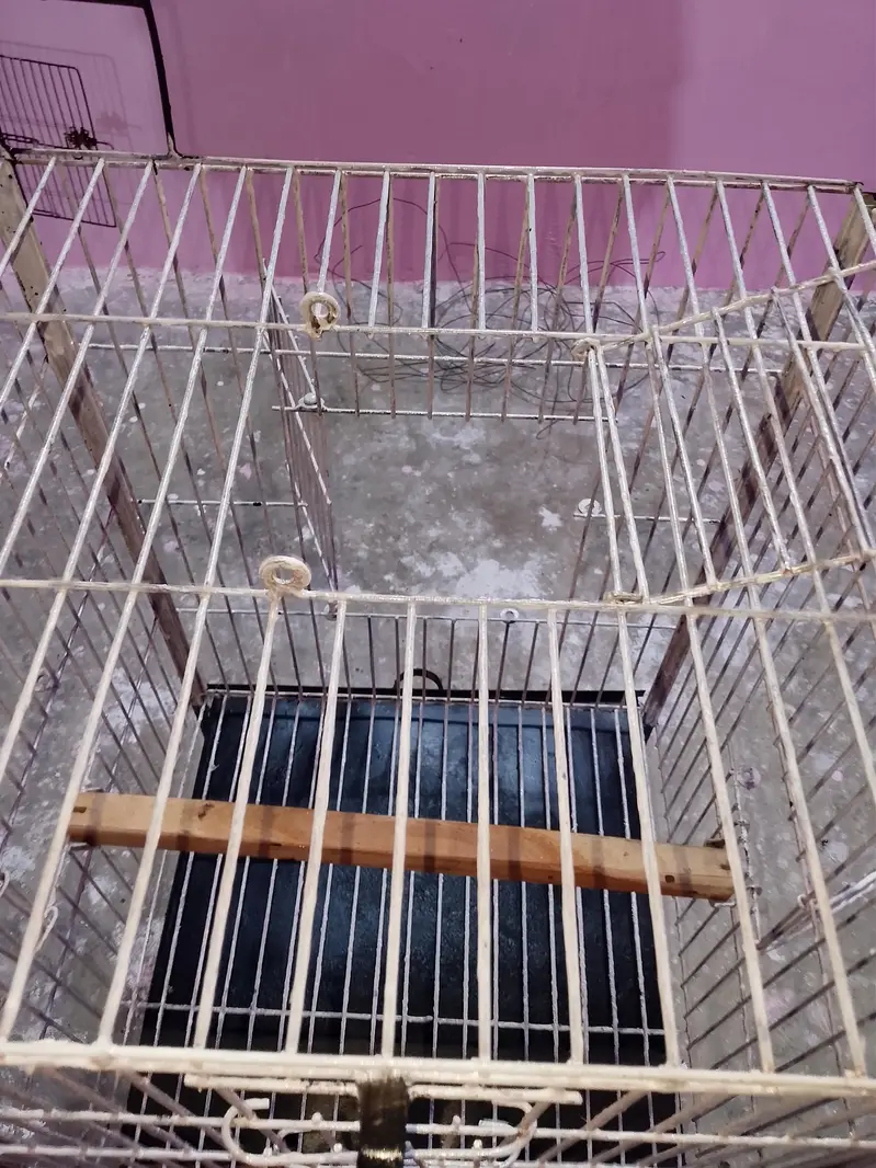 Big Parrot trolley cage — photo 4