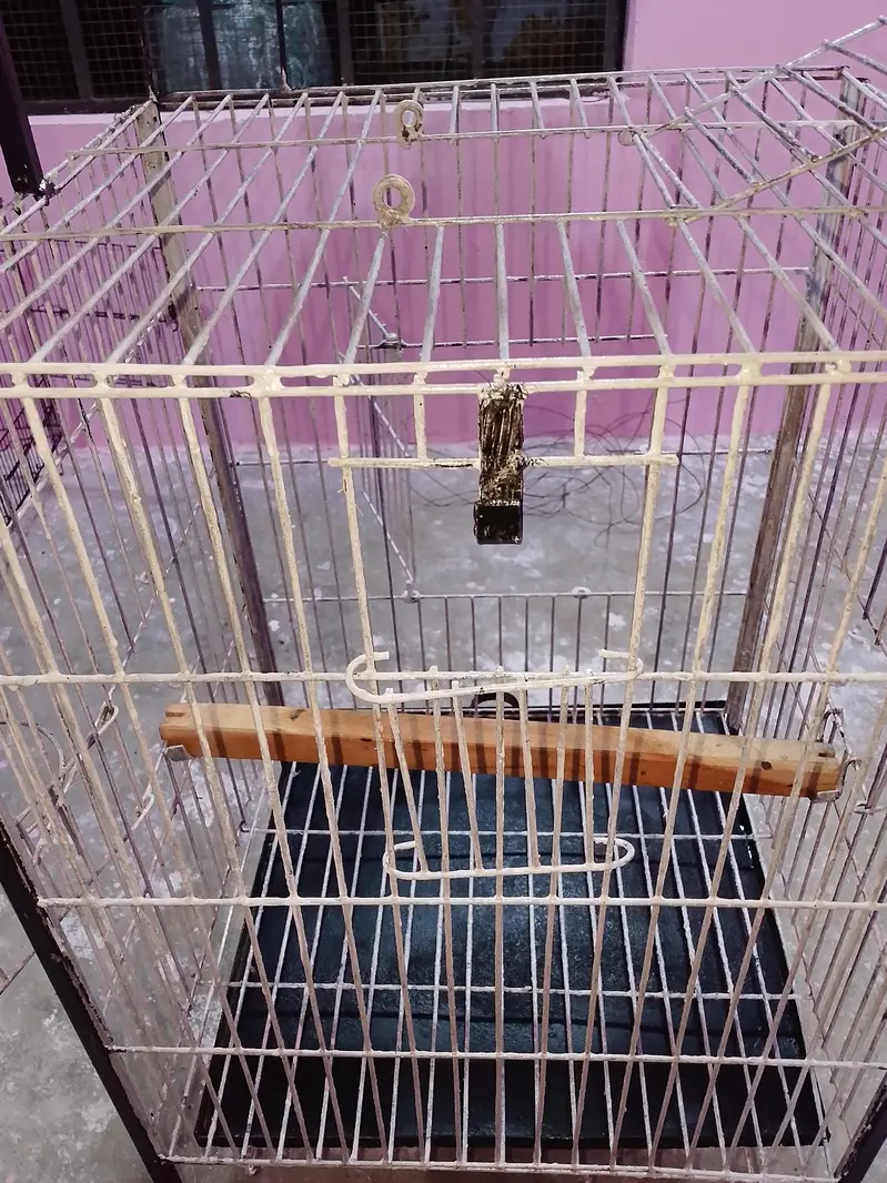 Big Parrot trolley cage — photo 5