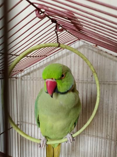 Talking Male Green Ringneck – 2.5 Years | Says His Name 