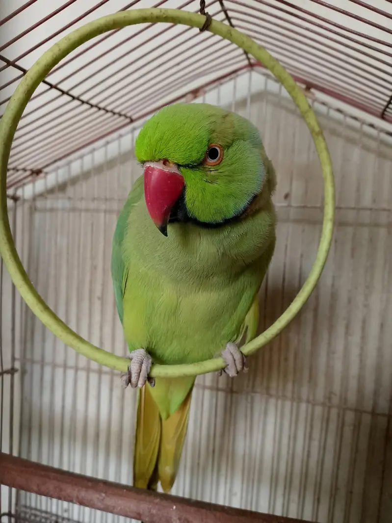 Talking Male Green Ringneck – 2.5 Years | Says His Name  — photo 2