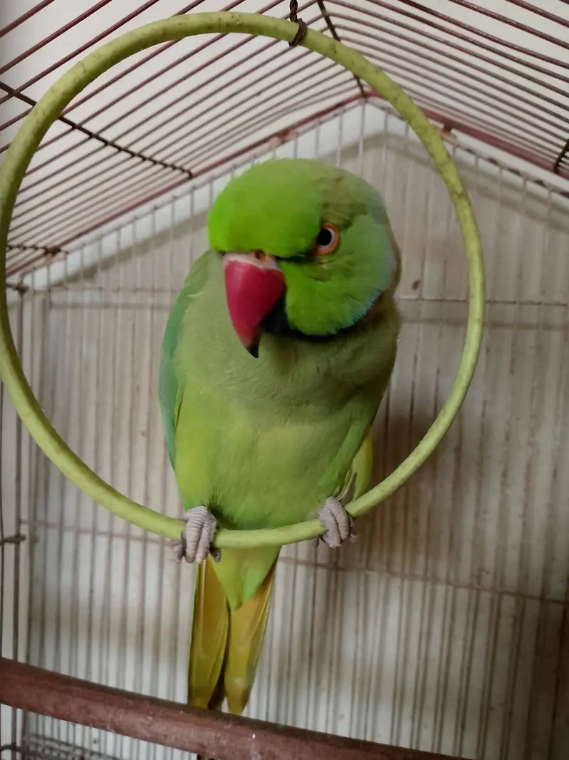 Talking Male Green Ringneck – 2.5 Years | Says His Name  — photo 3