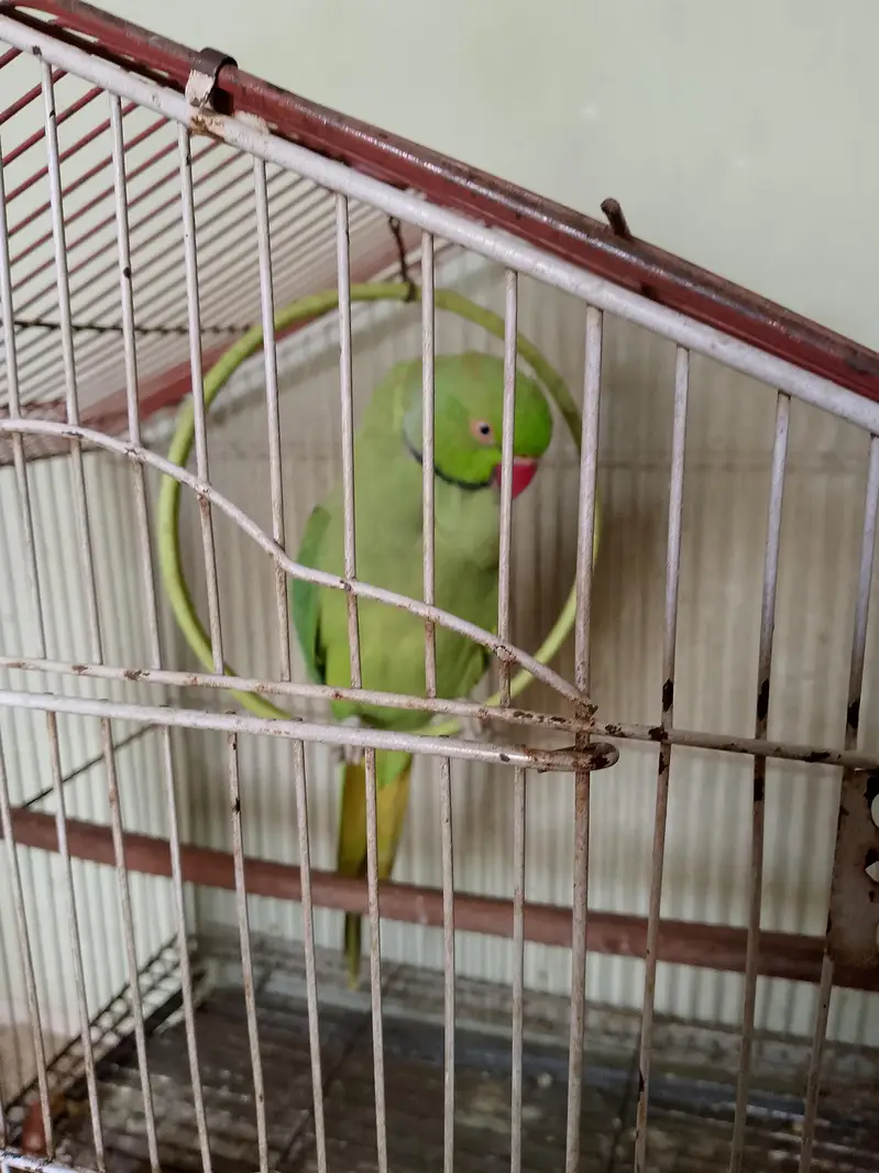 Talking Male Green Ringneck – 2.5 Years | Says His Name  — photo 4