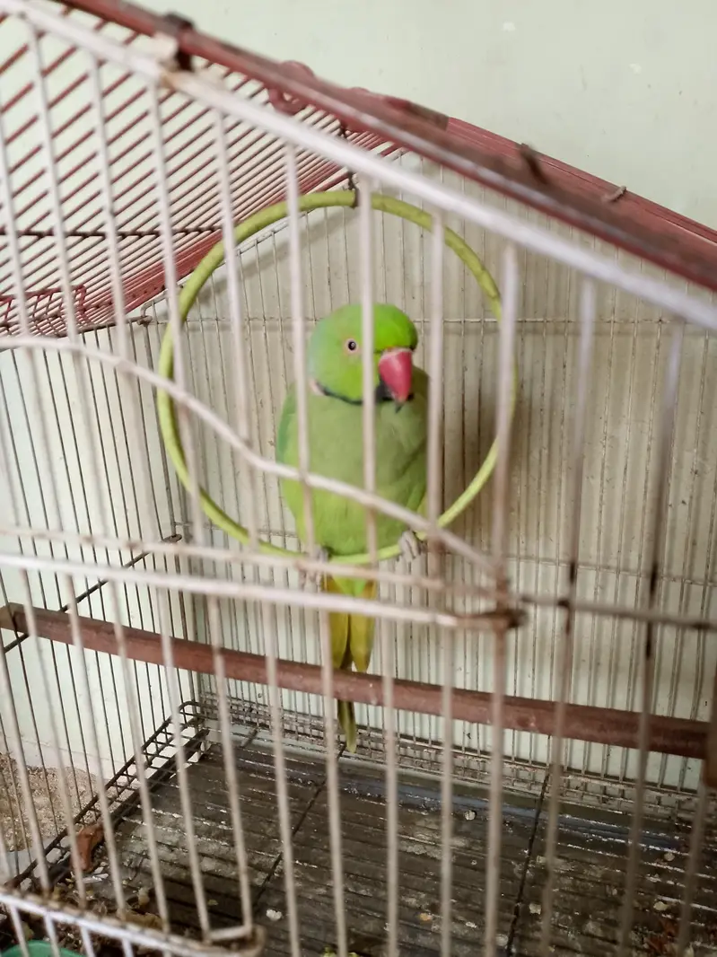 Talking Male Green Ringneck – 2.5 Years | Says His Name  — photo 5