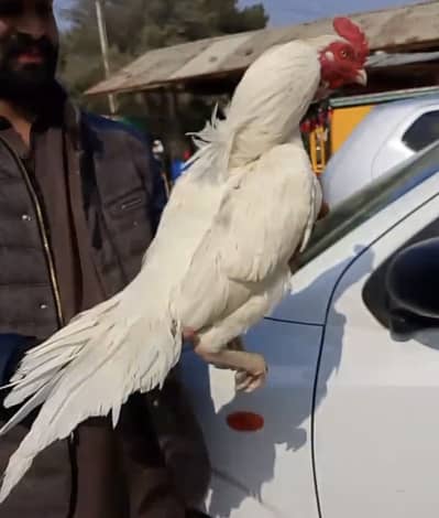 Heera Breeder