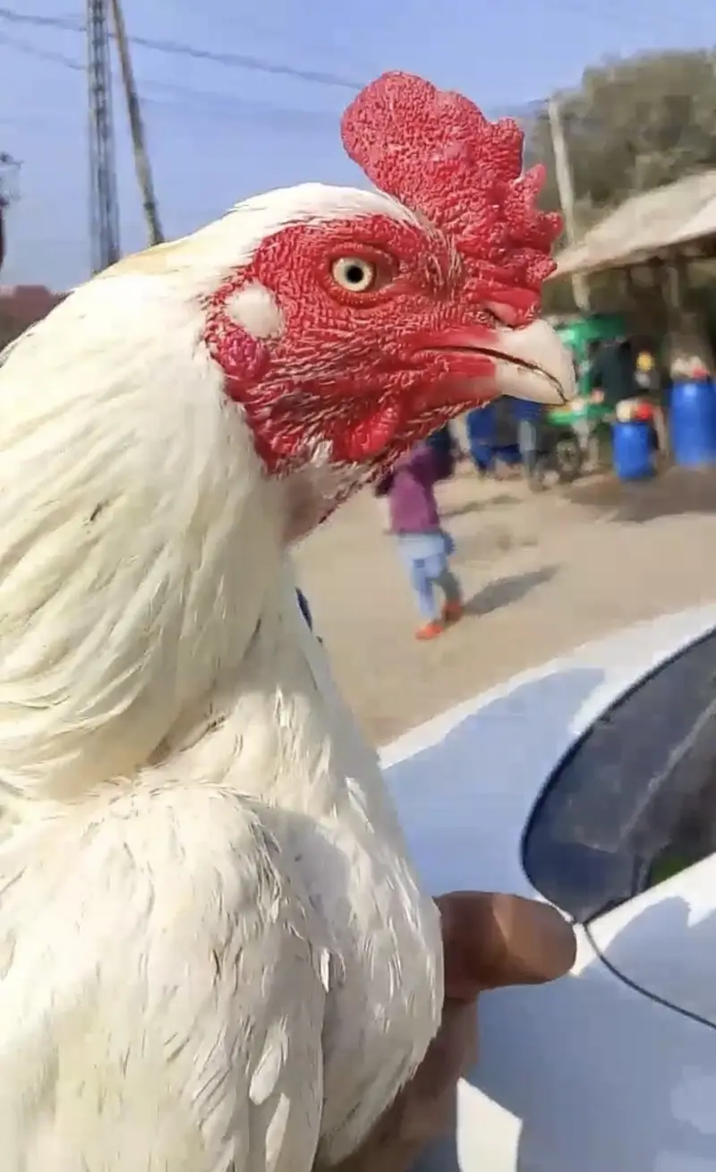 Heera Breeder — photo 3