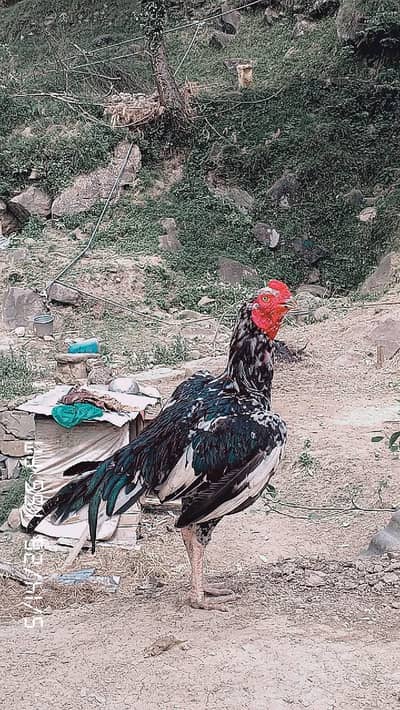 asell chena patha