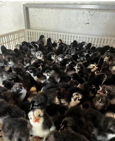 Australorp chickens