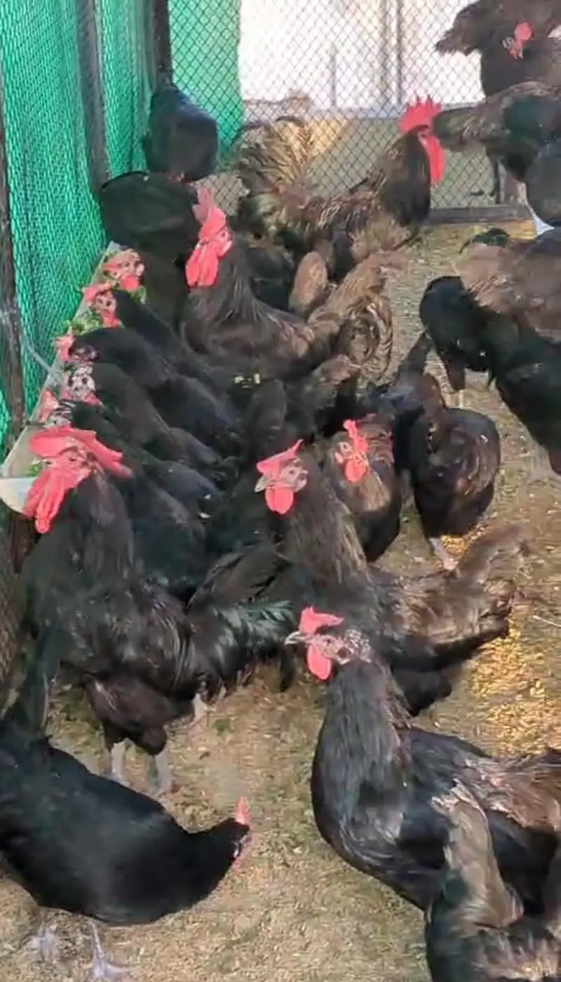 Australorp chickens — photo 2