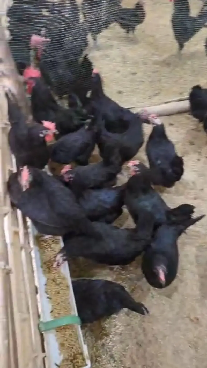 Australorp chickens — photo 3