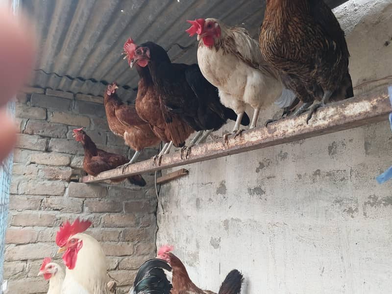 golden misri hens 1