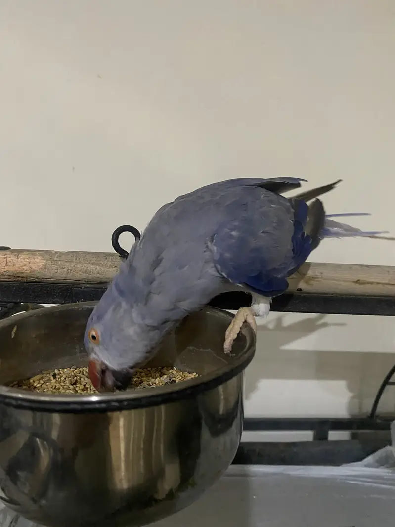 Blue Female Indian Ringneck Parrot  | 6 Months Old — photo 2