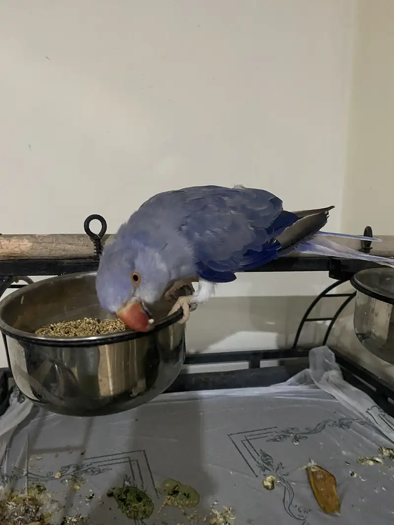 Blue Female Indian Ringneck Parrot  | 6 Months Old — photo 3