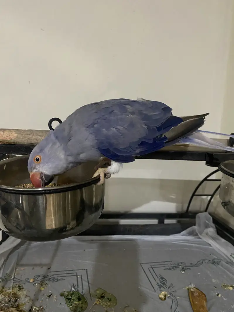 Blue Female Indian Ringneck Parrot  | 6 Months Old — photo 4