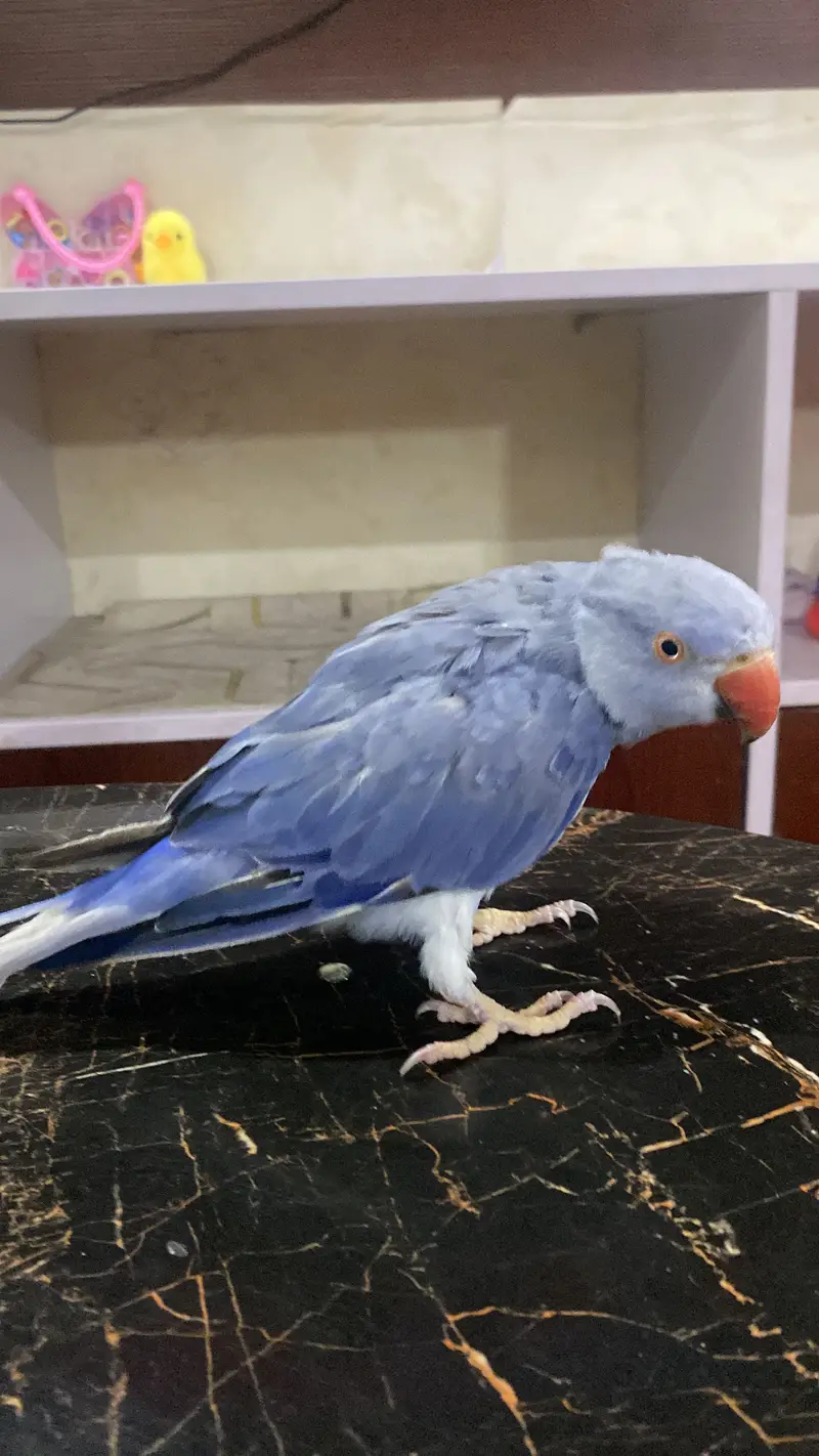 Blue Female Indian Ringneck Parrot  | 6 Months Old — photo 5