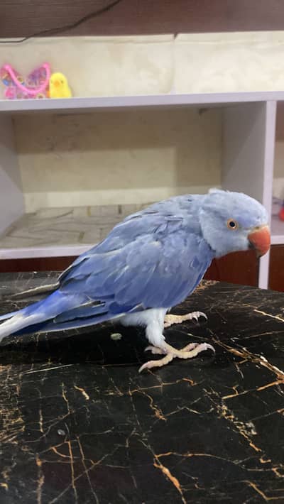 Blue Female Indian Ringneck Parrot  | 6 Months Old