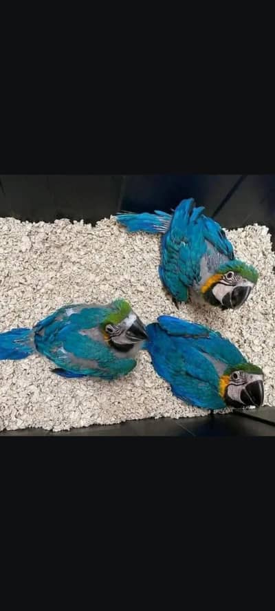 blue Macau parrot cheeks for sale 0370/7908/904