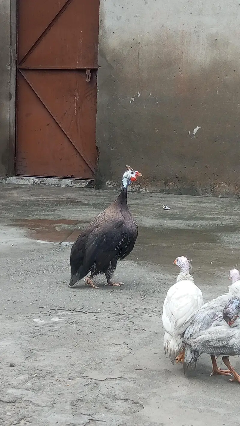 Breeder Chakor | Guinea fows| Muscovy Ducks — photo 2