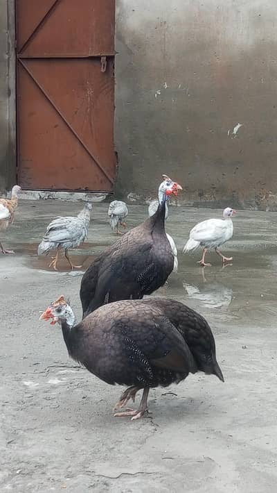 Breeder Chakor | Guinea fows| Muscovy Ducks