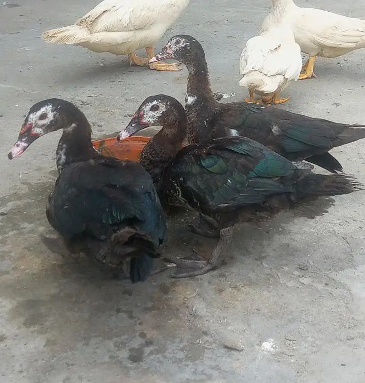 Breeder Chakor | Guinea fows| Muscovy Ducks — photo 3
