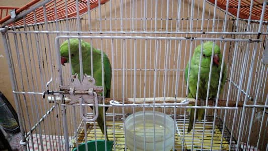 Hand Tam and Taking parrot