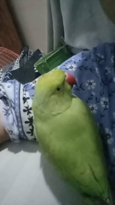 Searching of this parrot