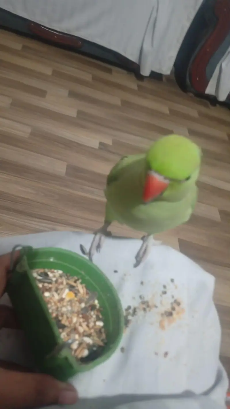Searching of this parrot — photo 2