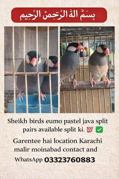 eumo pastel split pair split ki  garentee hai urgent sale Karna hai