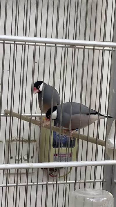eumo pastel split pair split ki  garentee hai urgent sale Karna hai