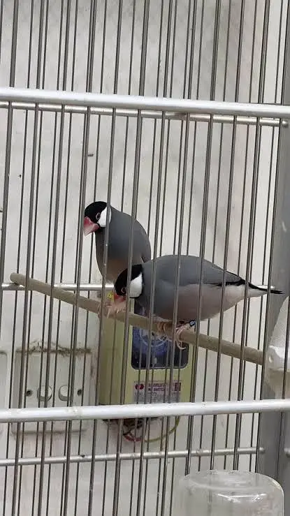 eumo pastel split pair split ki  garentee hai urgent sale Karna hai — photo 2
