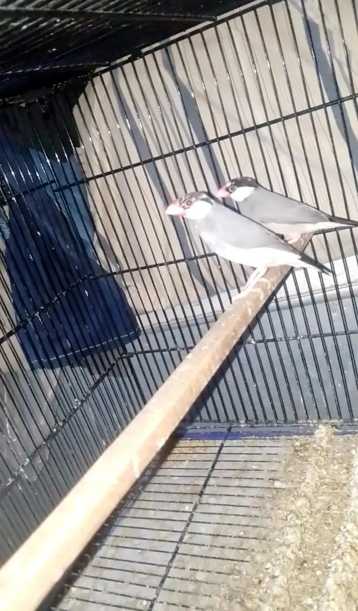 eumo pastel split pair split ki  garentee hai urgent sale Karna hai — photo 5